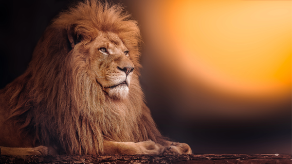 Mars Enters Leo: Be the Hero You Want to See in the World
